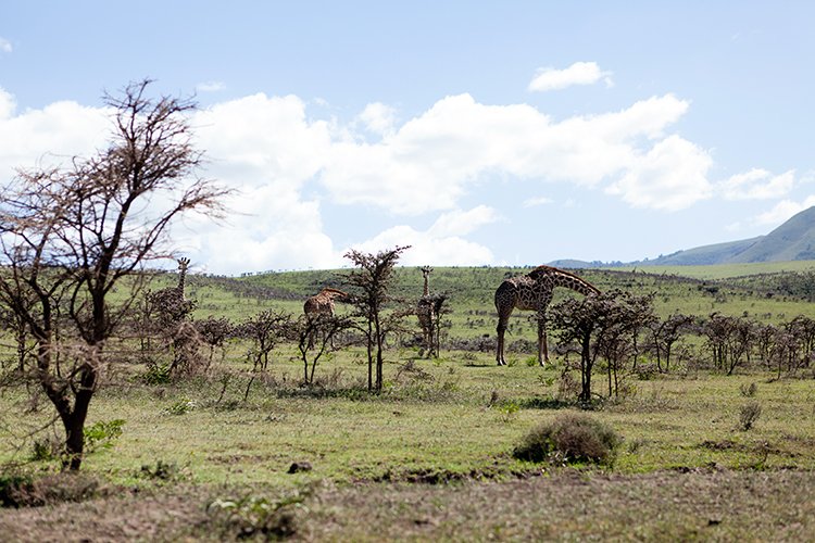 TZA ARU Ngorongoro 2016DEC23 049